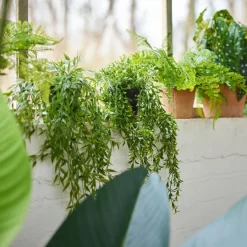 Kunstplanten & Bloemen< Hangplant Boxwood Groen - 50 cm hoog