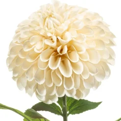 Kunstplanten & Bloemen< Kunstbloem Dahlia Pompon Crème - 77 cm