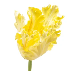 Kunstplanten & Bloemen< Kunstbloem Tulip Geel - 68 cm